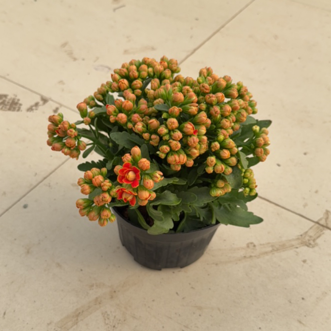 大盆金狐狸长寿花开花植物