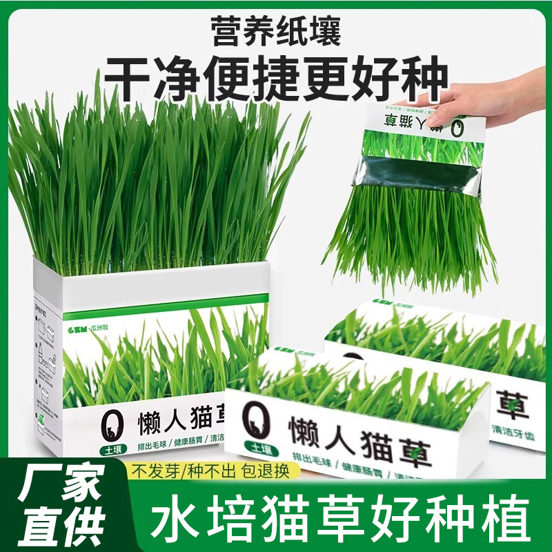 猫草盆栽懒人种子去毛球
