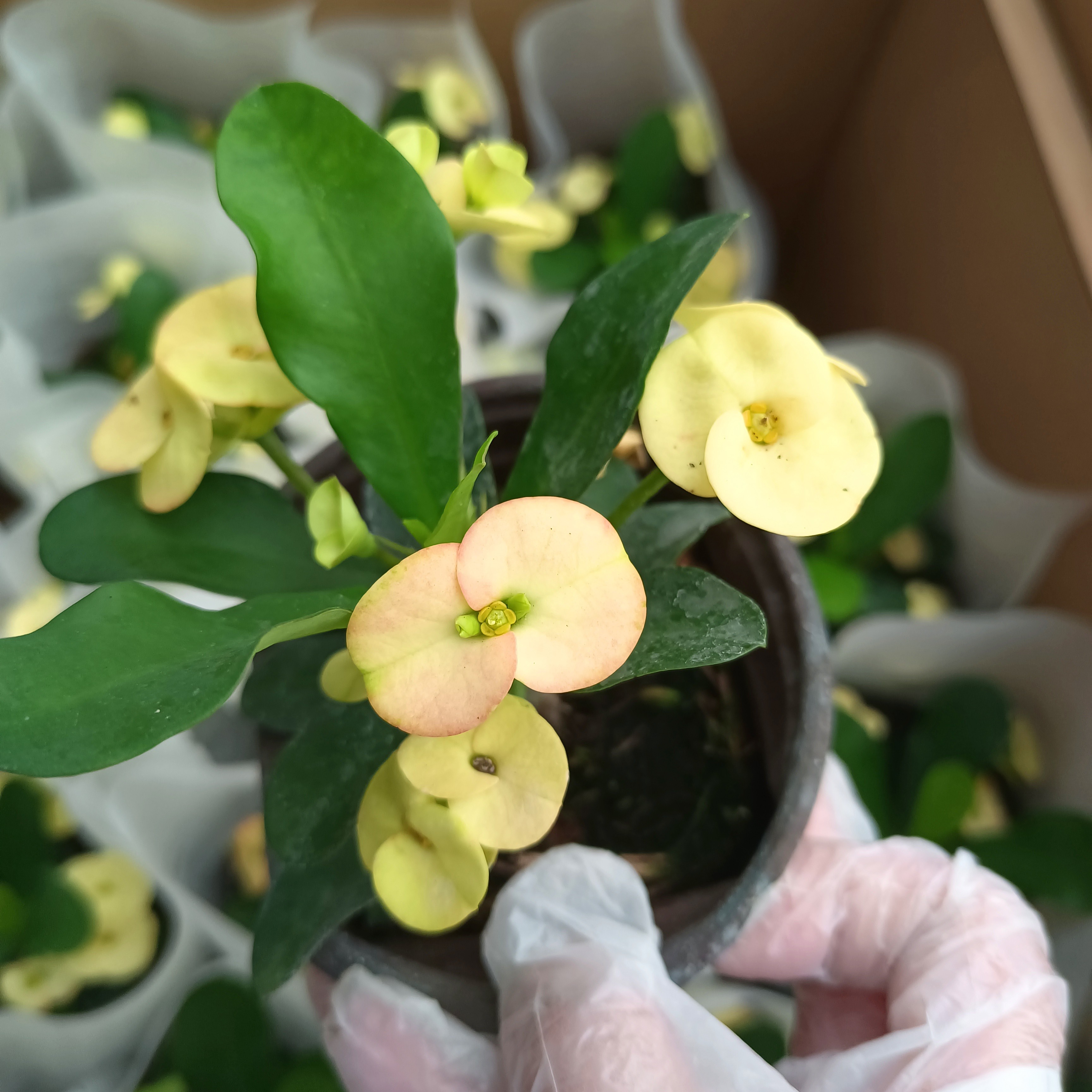 黄花虎刺梅铁海棠盆栽花卉四季开花