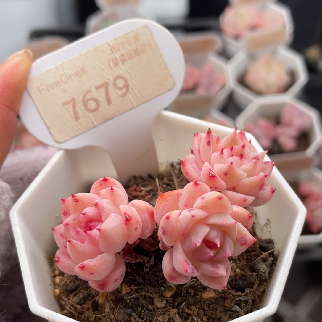 天鹅绒7679-6.0厘米