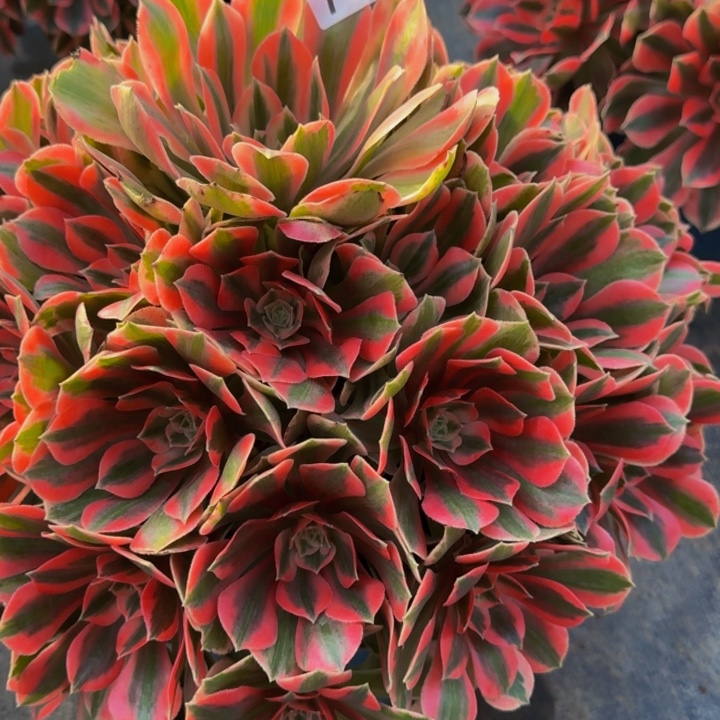 无花朵000000000779女妖