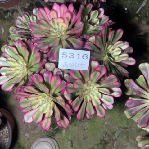 维纳斯多肉多肉5316