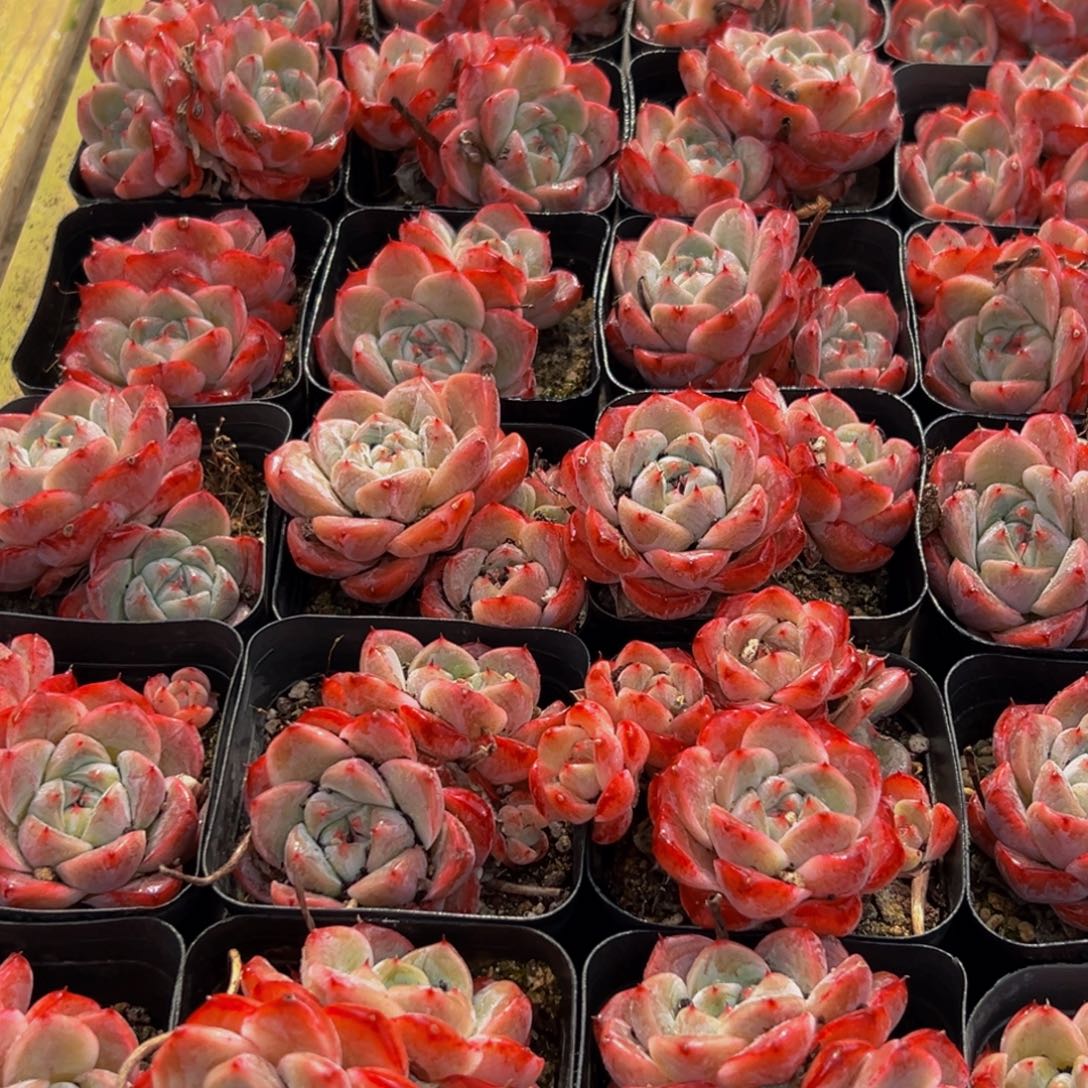 E***y477多肉葡萄的价格是多少