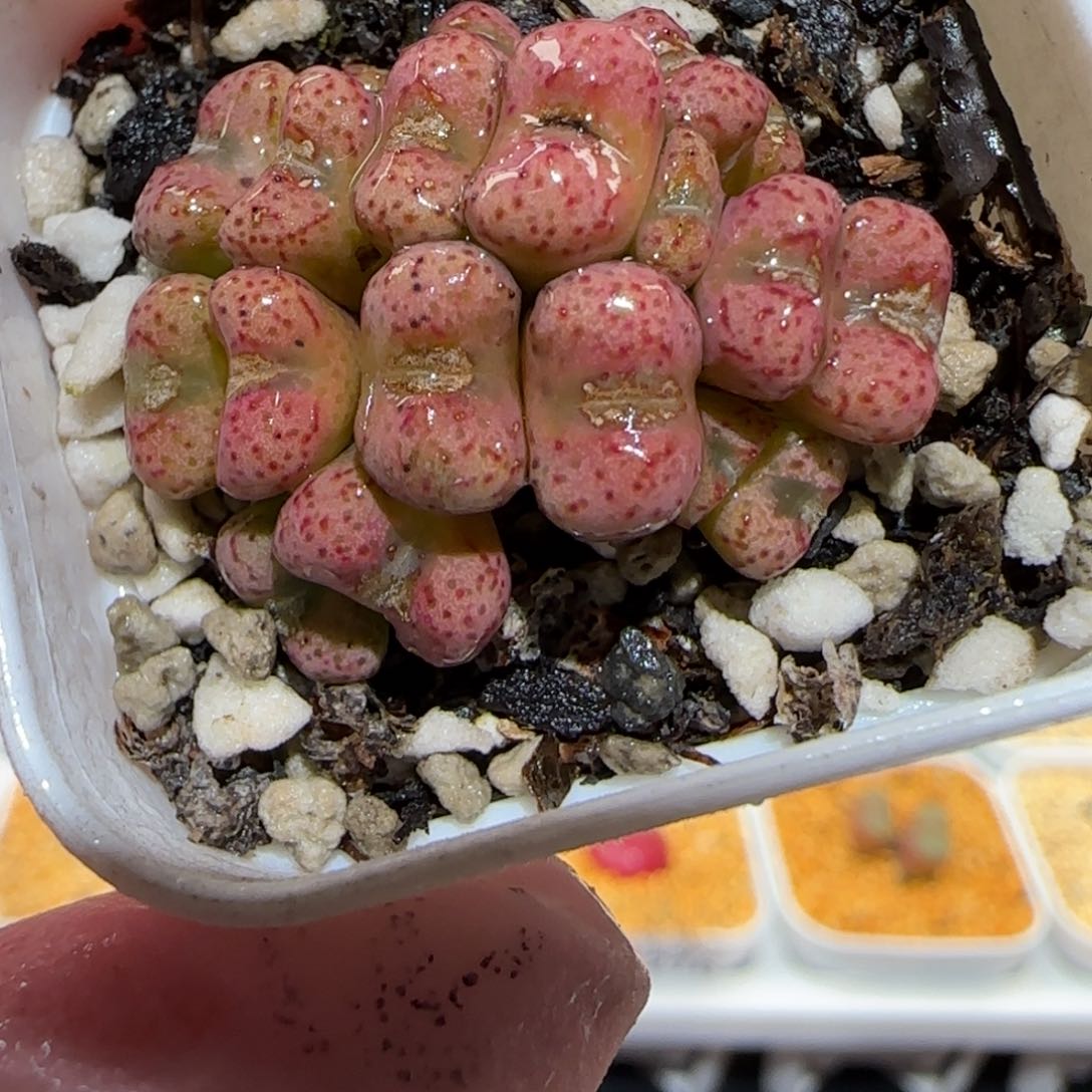 肉锥多肉植物百科-小飞1240