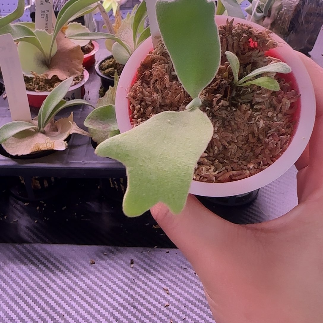 银凤鹿角蕨孢子苗