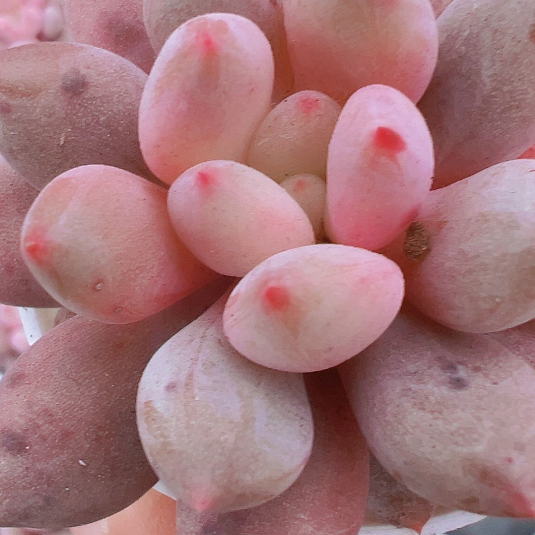 半夏19包邮多肉植物