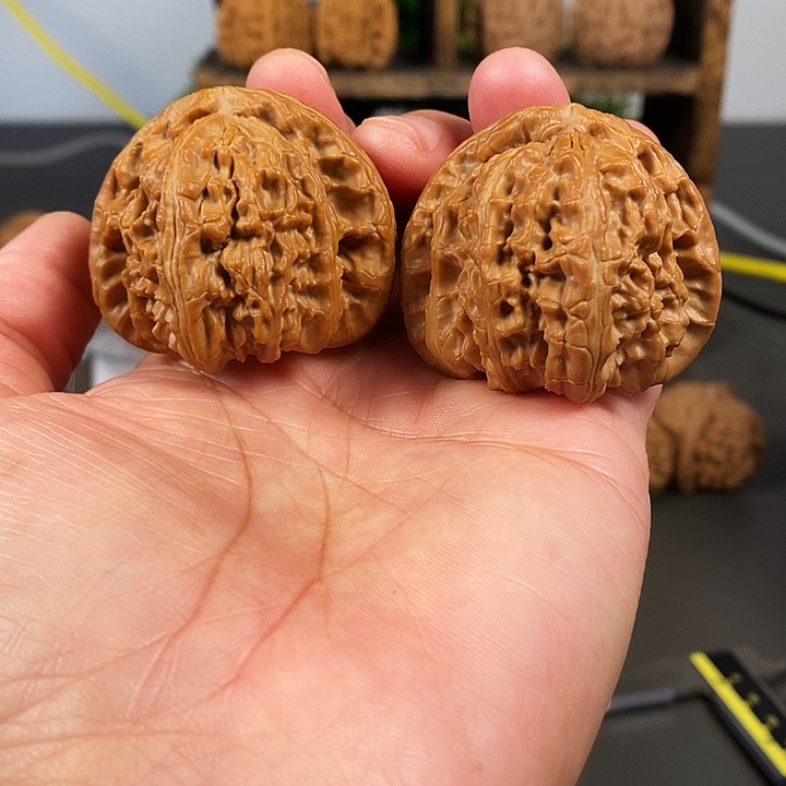 文玩核桃把件44大尺寸角白骨质超棒