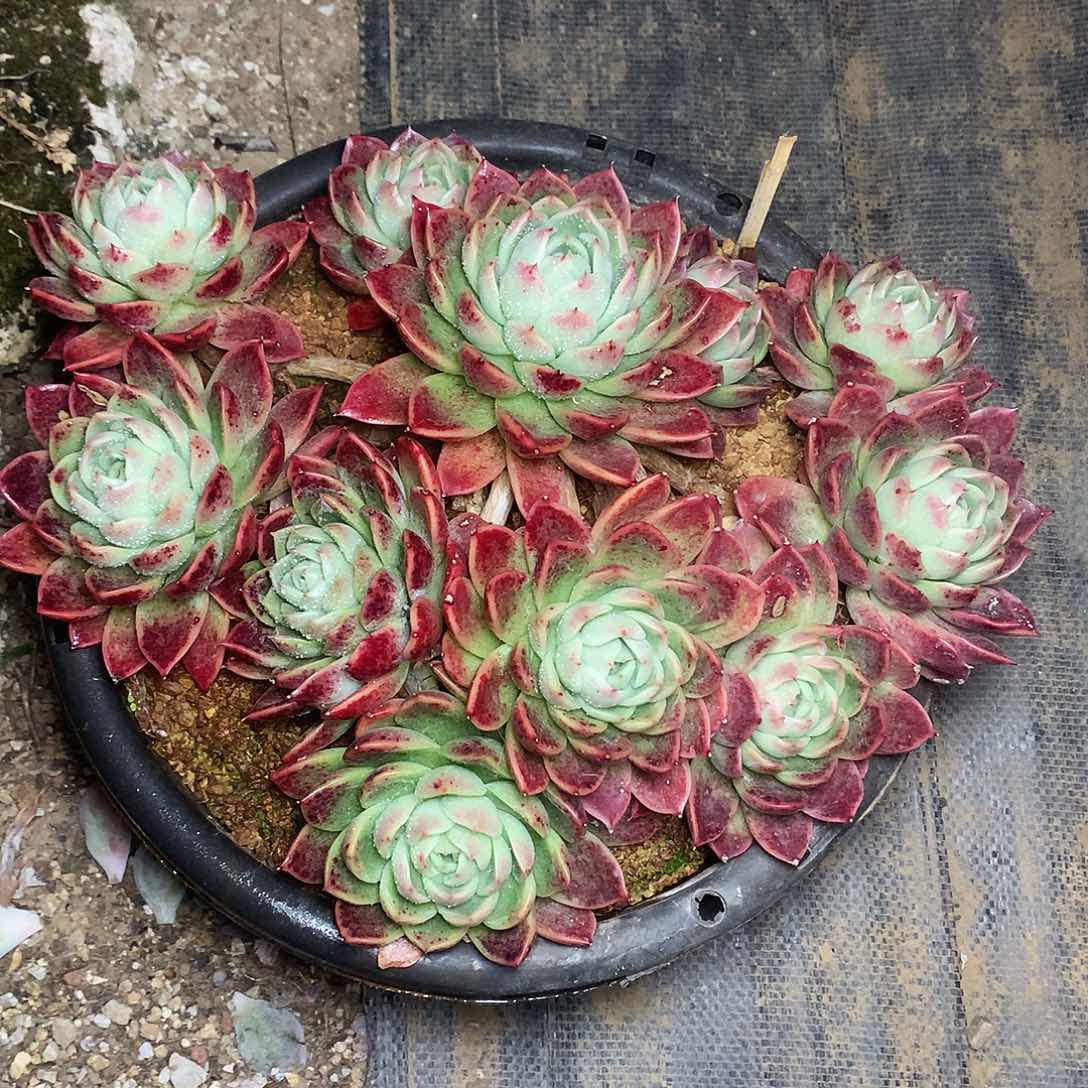 ?****^红女巫杂一物一拍