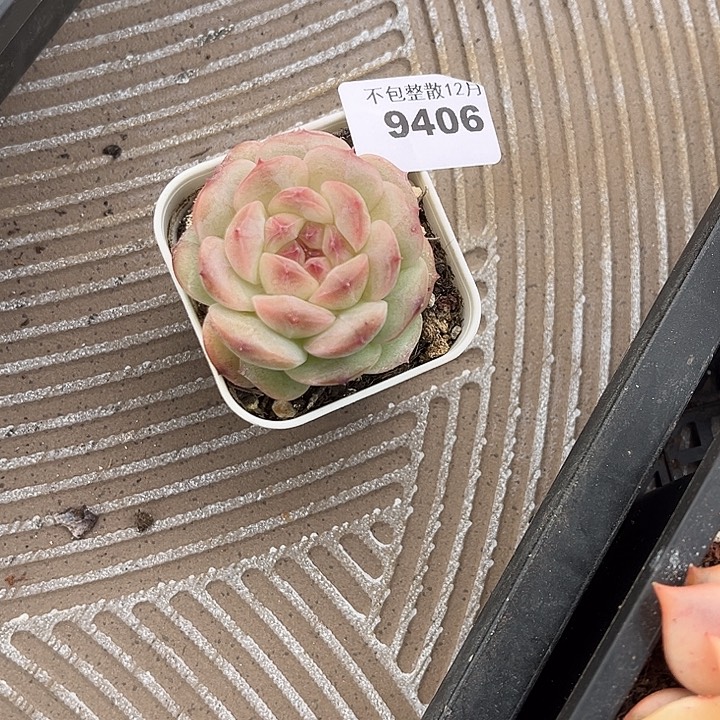 阿雅园艺。        9406