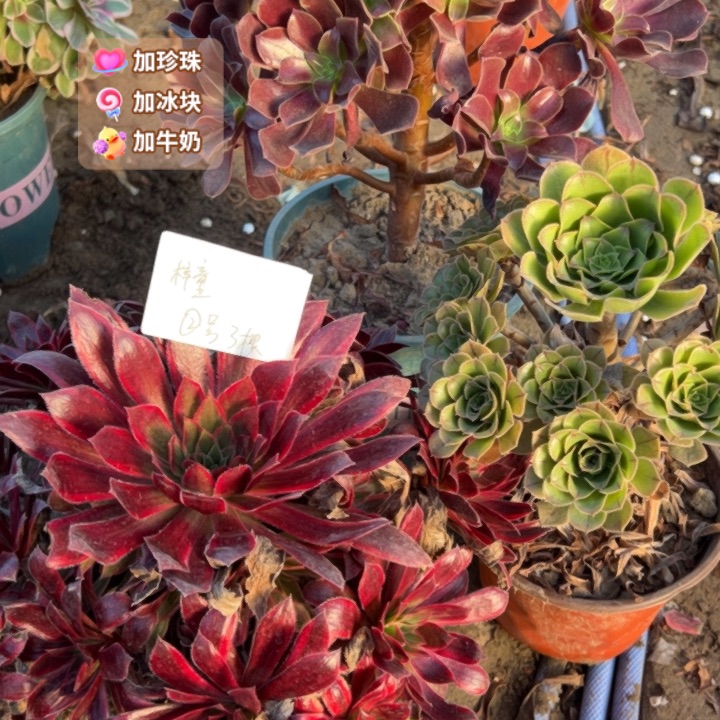 梓***童2号3颗多肉植物，不包断头