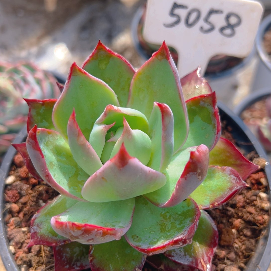 惊鸿仙子一物一拍5058号