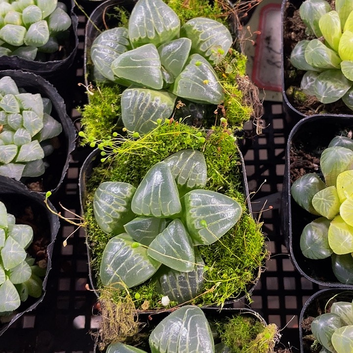 甜心玉露带盆土发