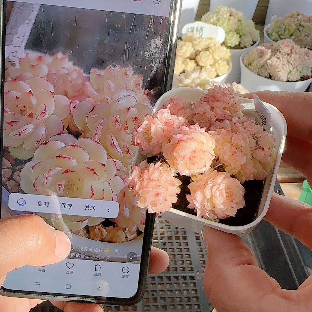 咪***1204-104（ttp-97）专拍