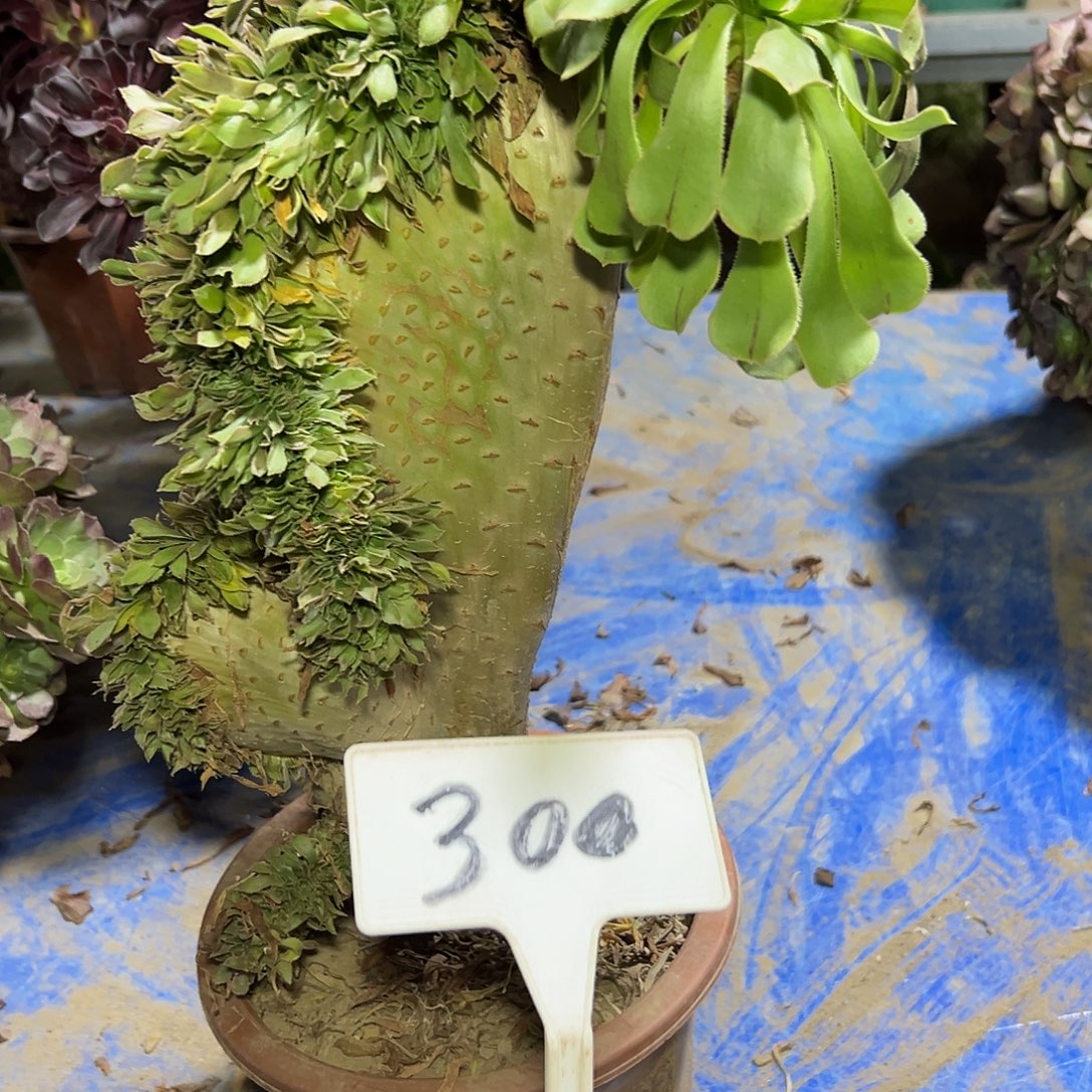 多肉植物原始绿缀以300