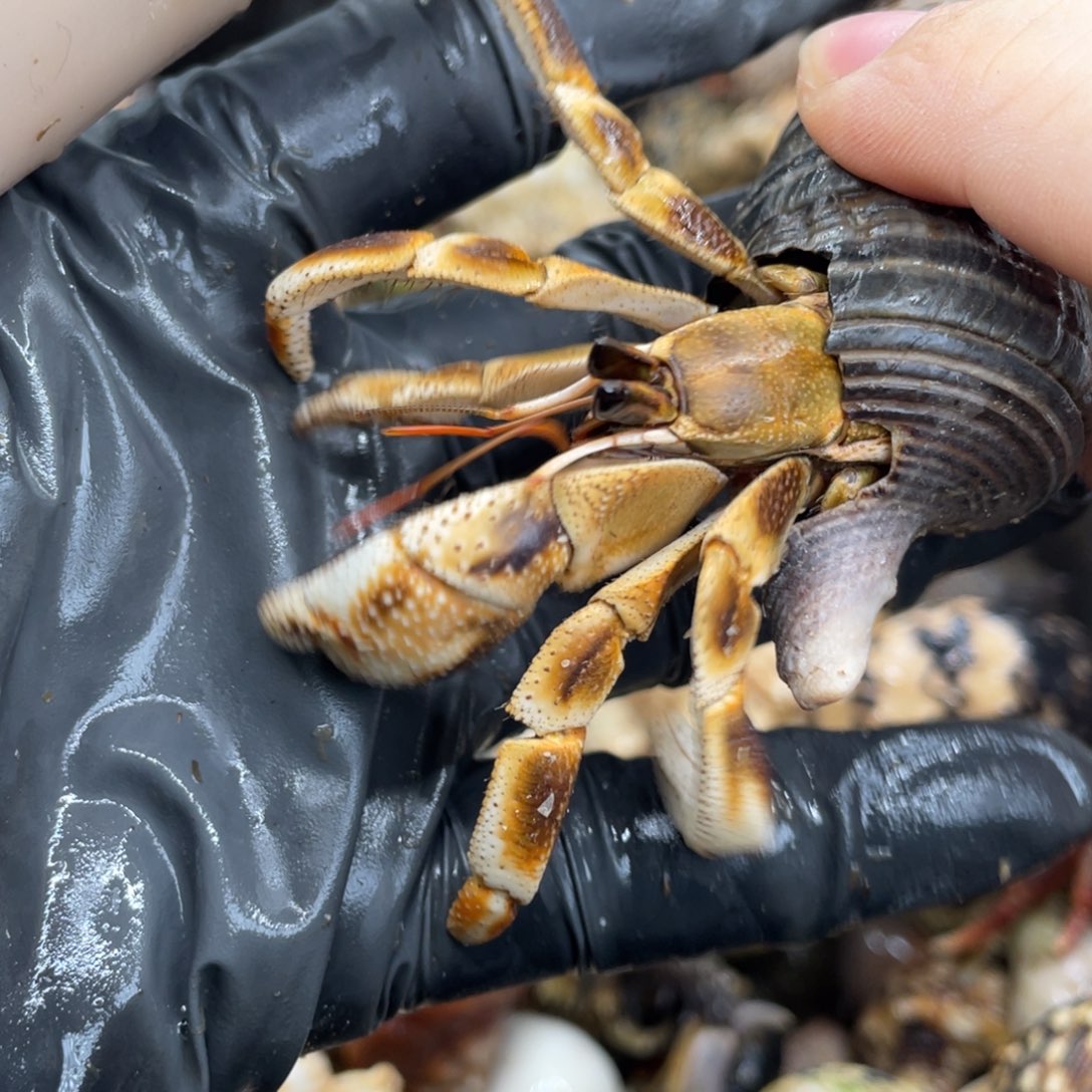 不退不换活体宠物198