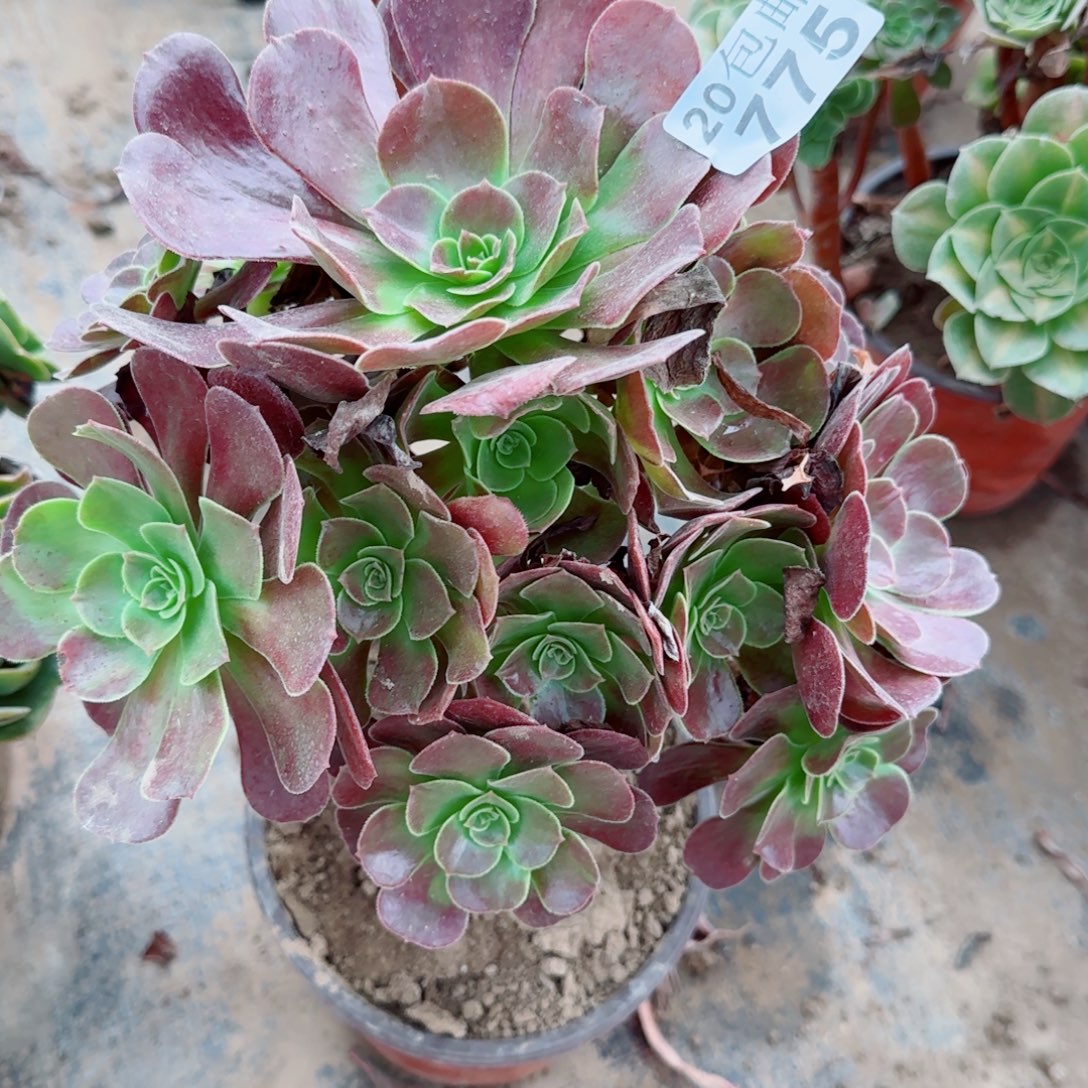 梅花博迪775满20包邮断枝不包