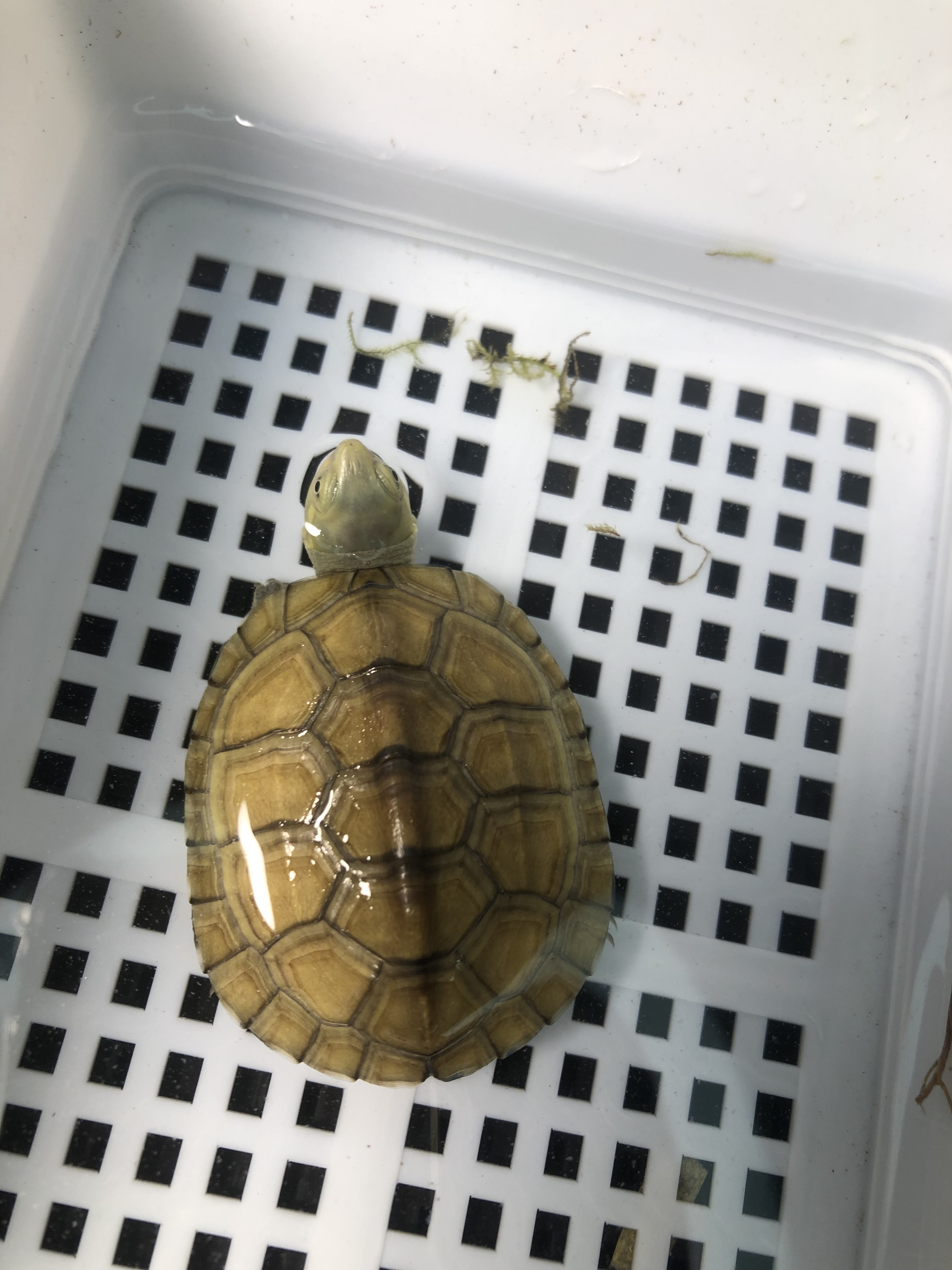 观赏龟活体宠物深水龟