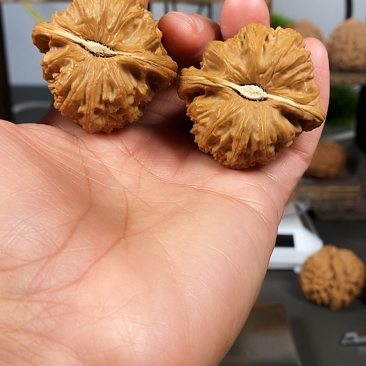 文玩核桃把件角白43大尺红皮果骨质好