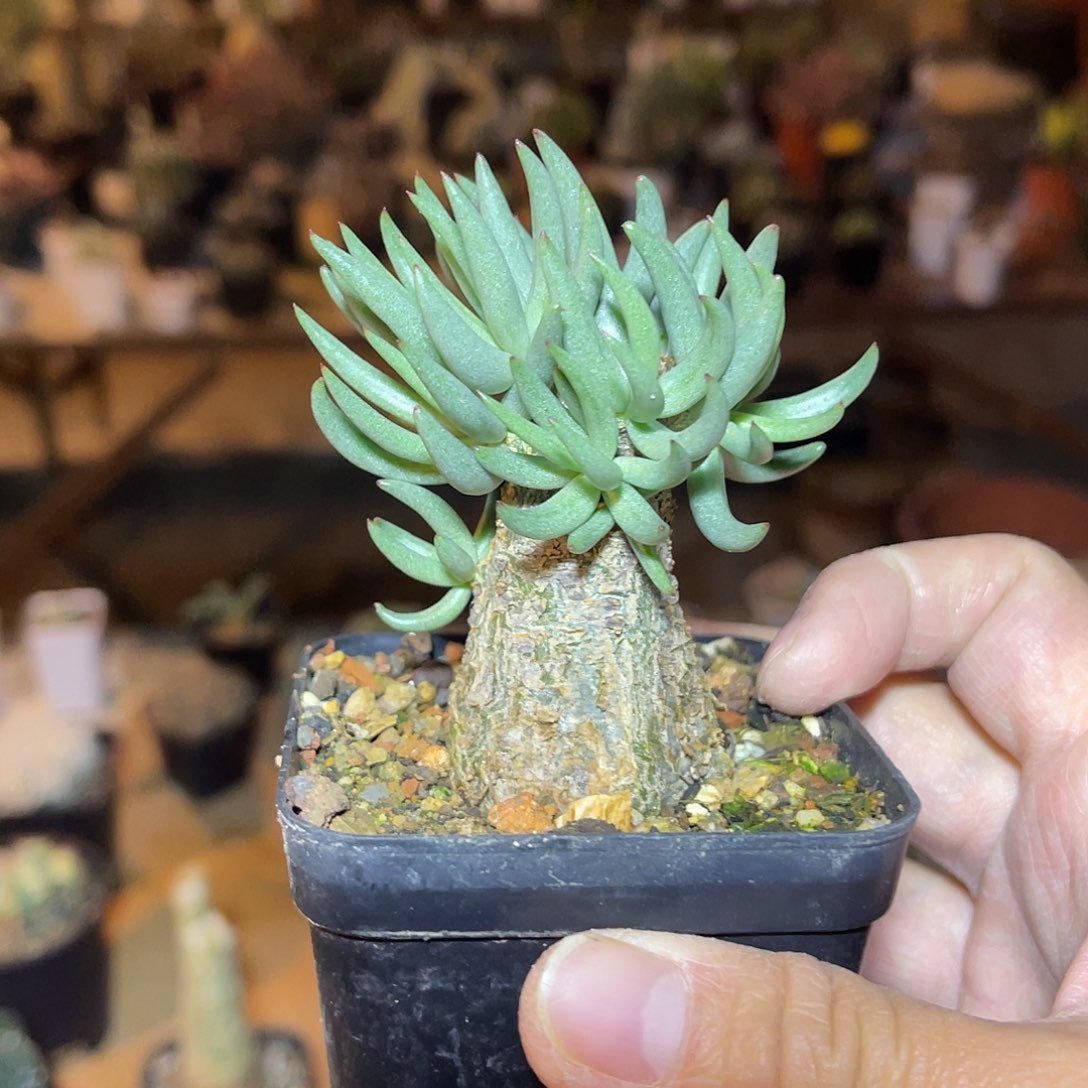 老家产地白象奇峰锦