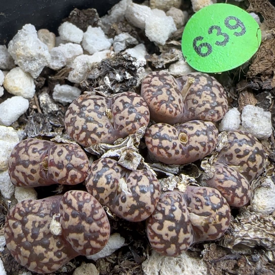 豹纹鸟哈尼群多肉639