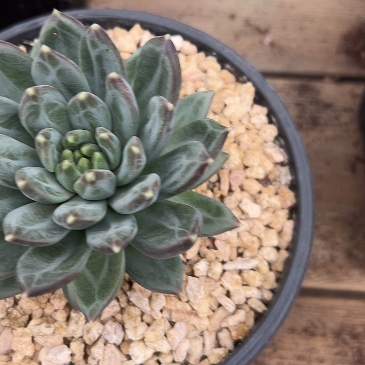 *****美人单头孤品一物一拍