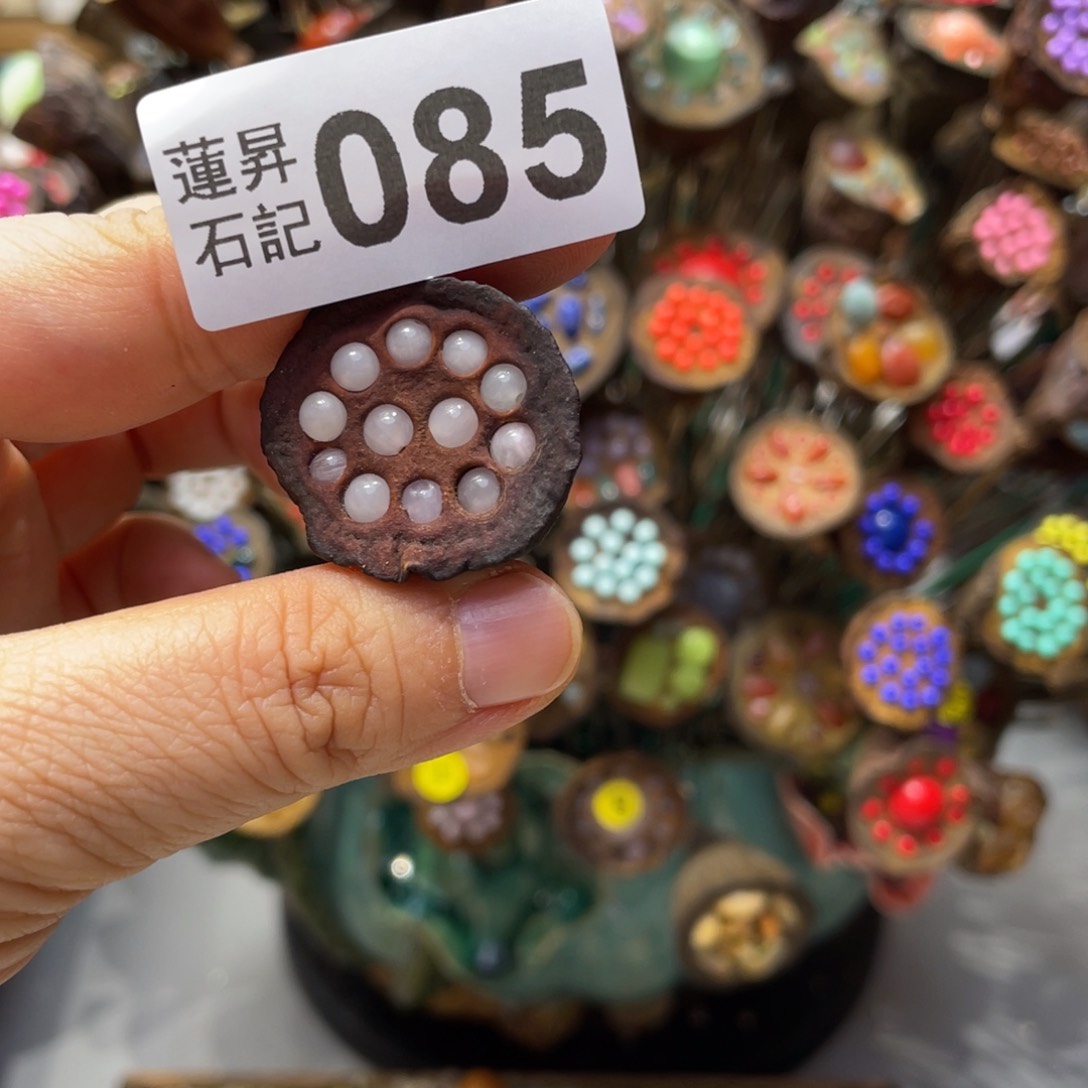 核桃木/黑胡桃（胡桃木）羽*?085