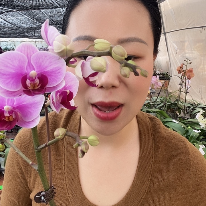 无花朵宝贝蝴蝶兰