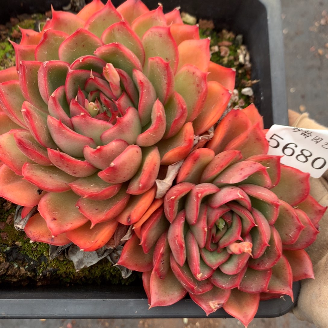 5680杂交多肉植物
