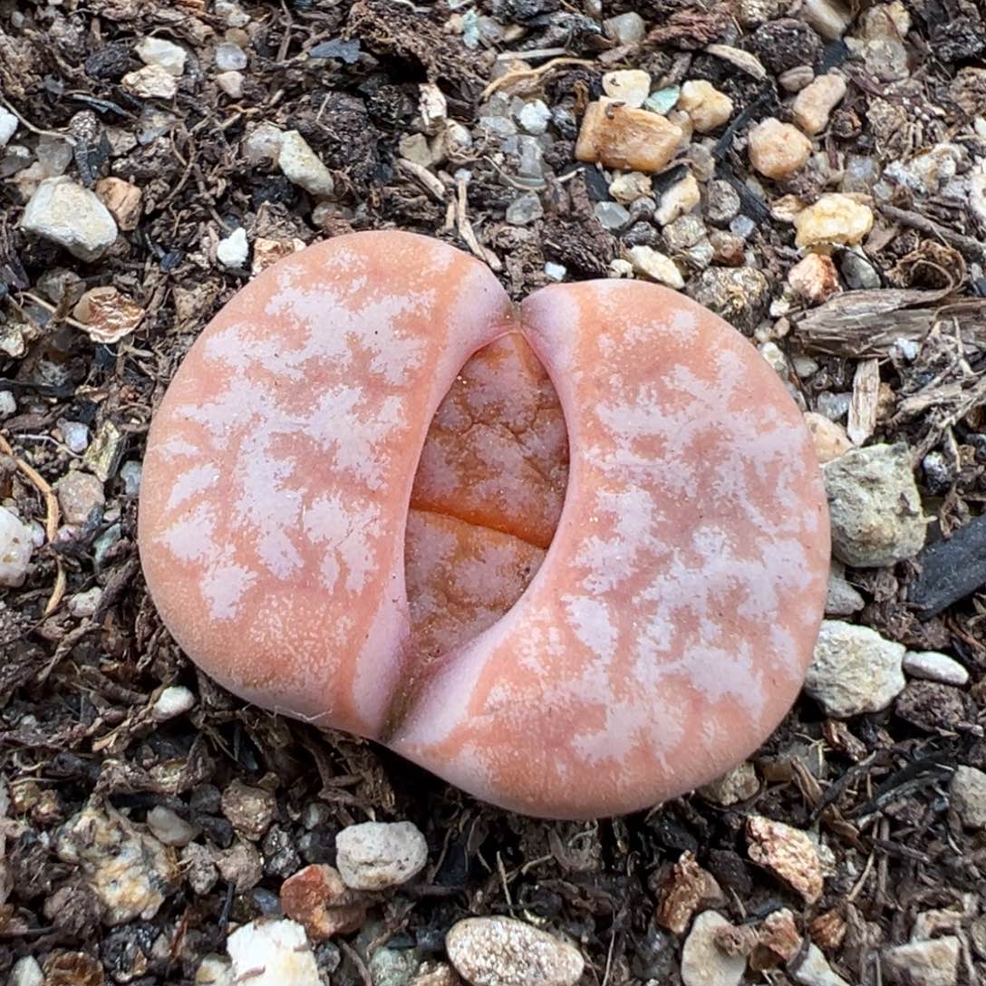 1.19好看的多肉772