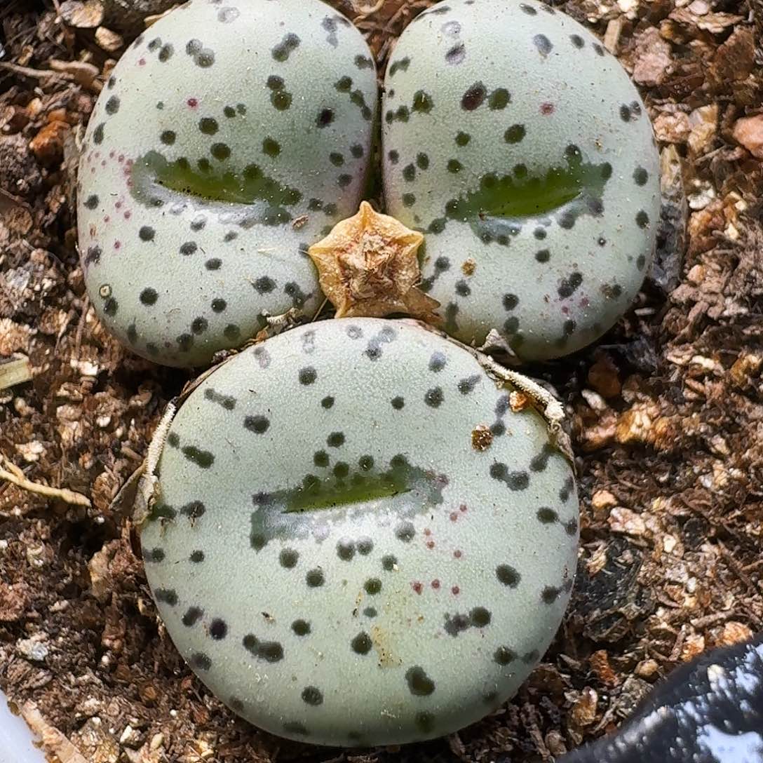 生石花111111。    157