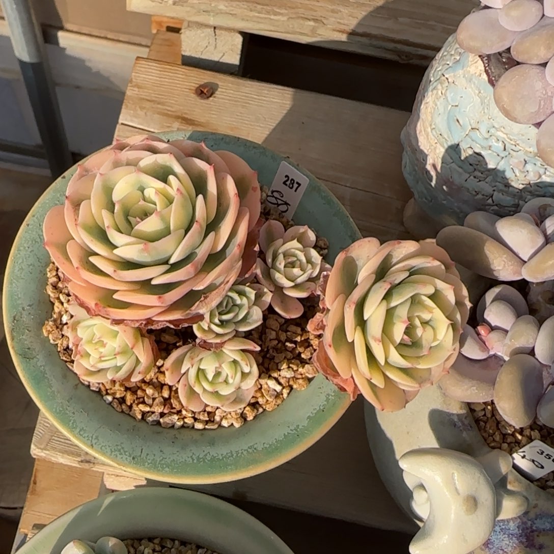 叶植庭多肉：玉蝶锦