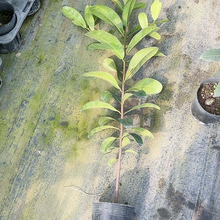 花**叔12456666777677