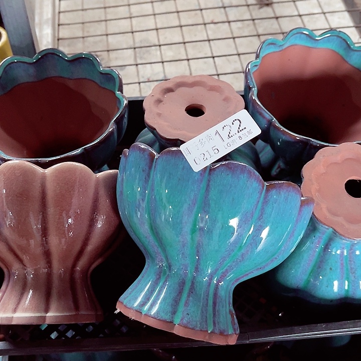 郎哥多肉生石花15-122