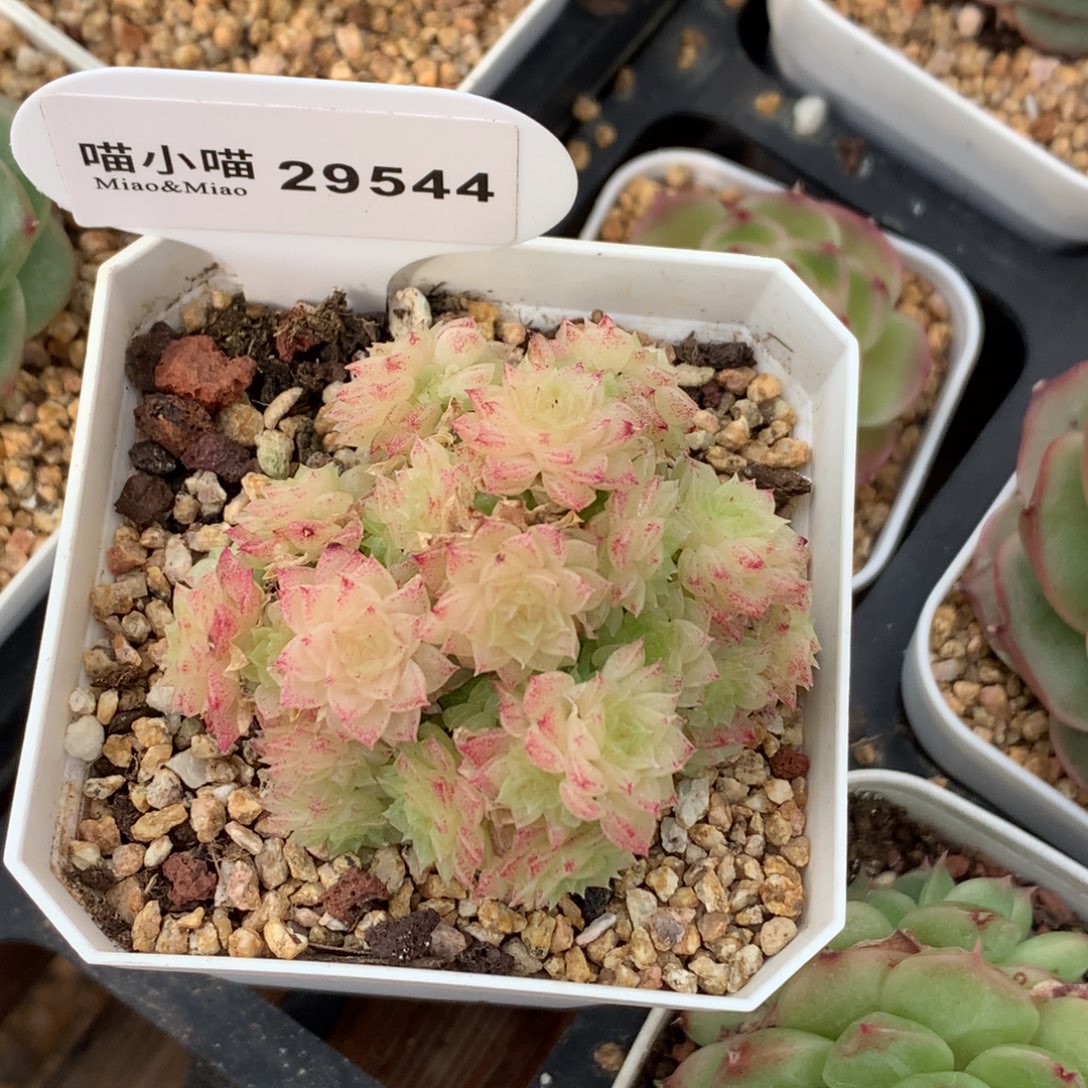 豆***丁多肉植物杂交珍妮