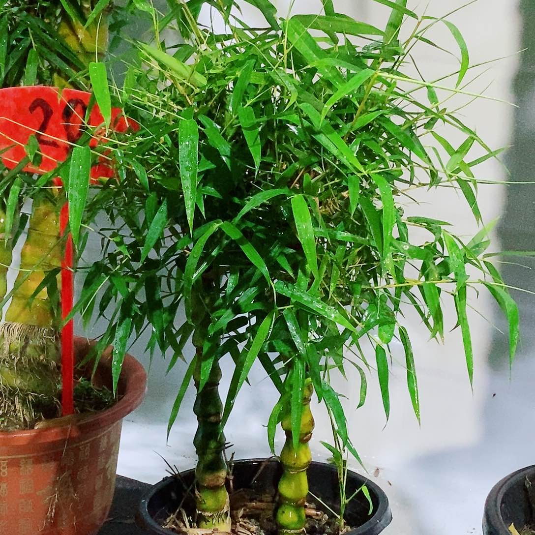 红陶5***9佛肚竹8888888888