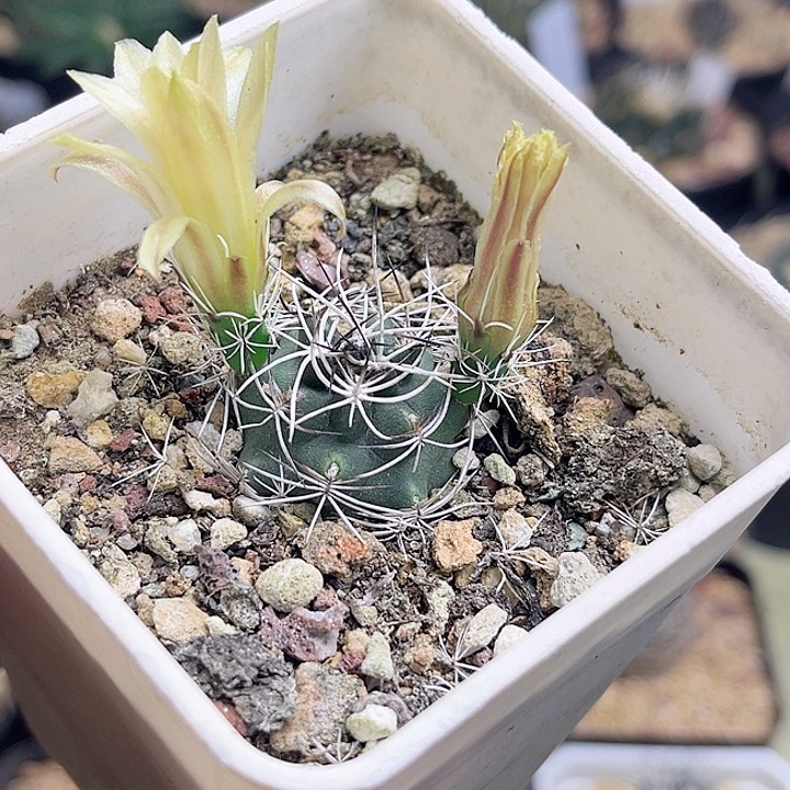 白刺青花虾2.6公分