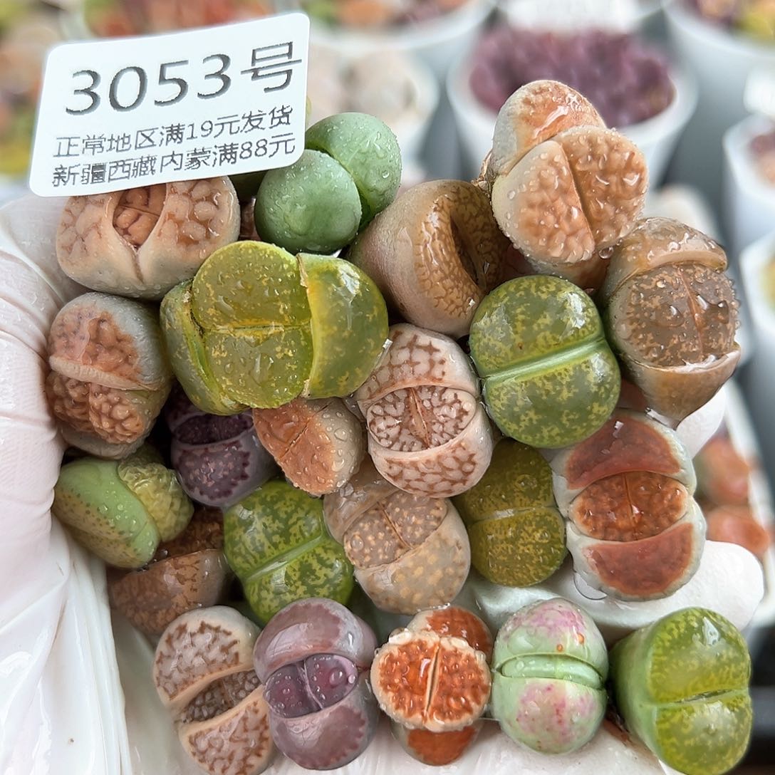 好养易活生石花大母本3053共23颗特价