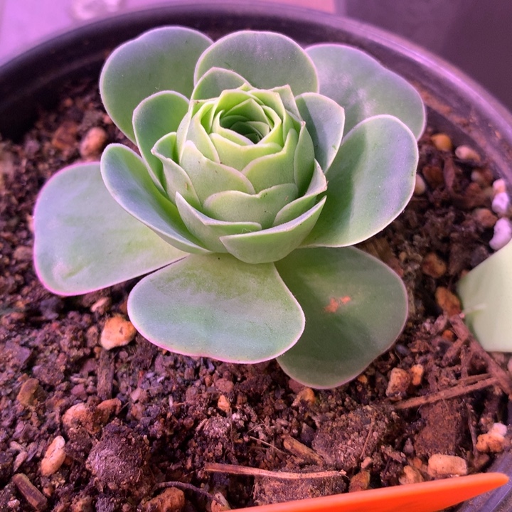 我***1一物一拍星辰惊鸿333