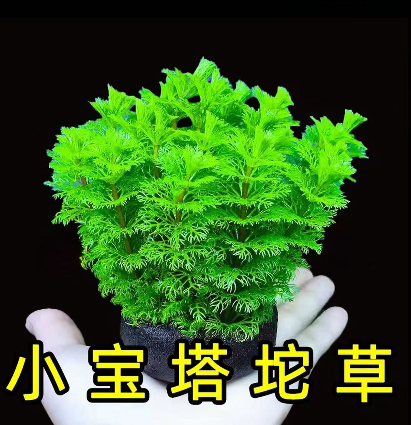【拍一发二】小宝塔大坨 净水水草 新水懒人无需底沙 真植物造景