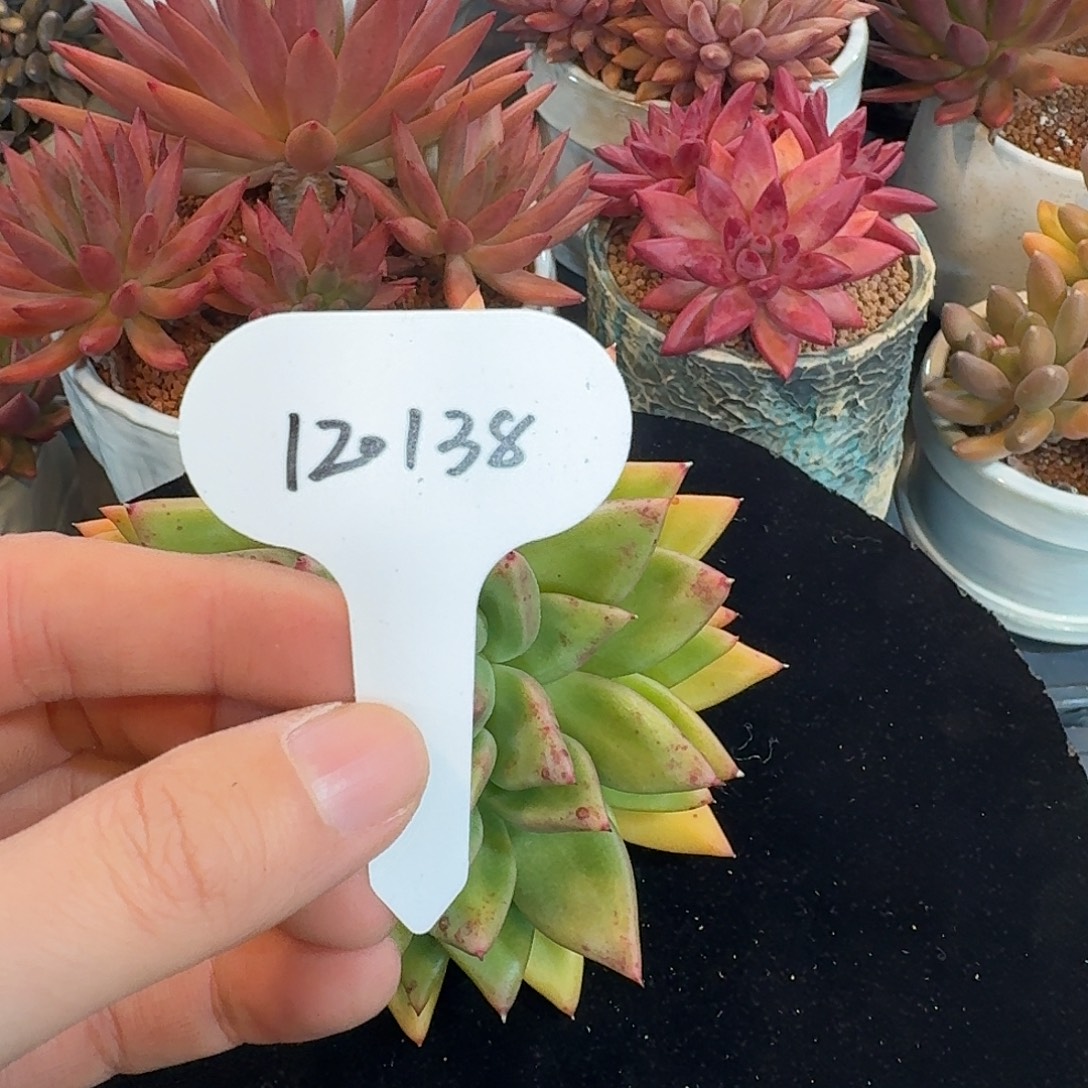 精品多肉植物120138