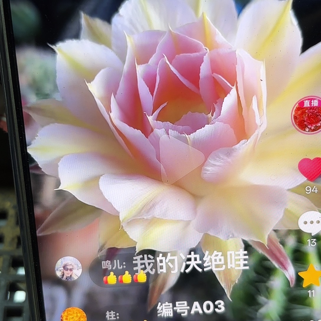 4-5公分A03彩侧牙20包邮28