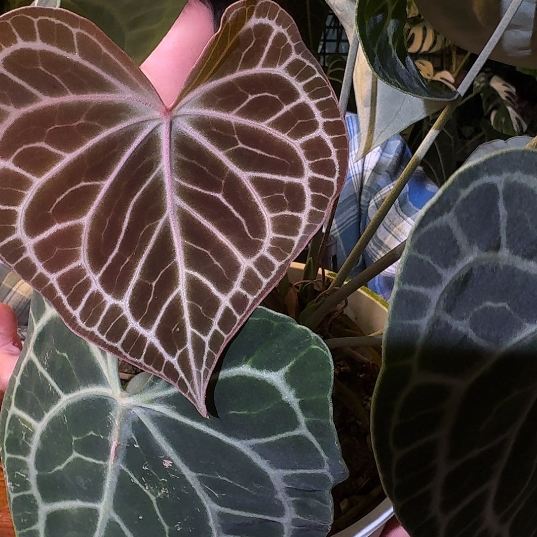 不开花植物V192克莱恩