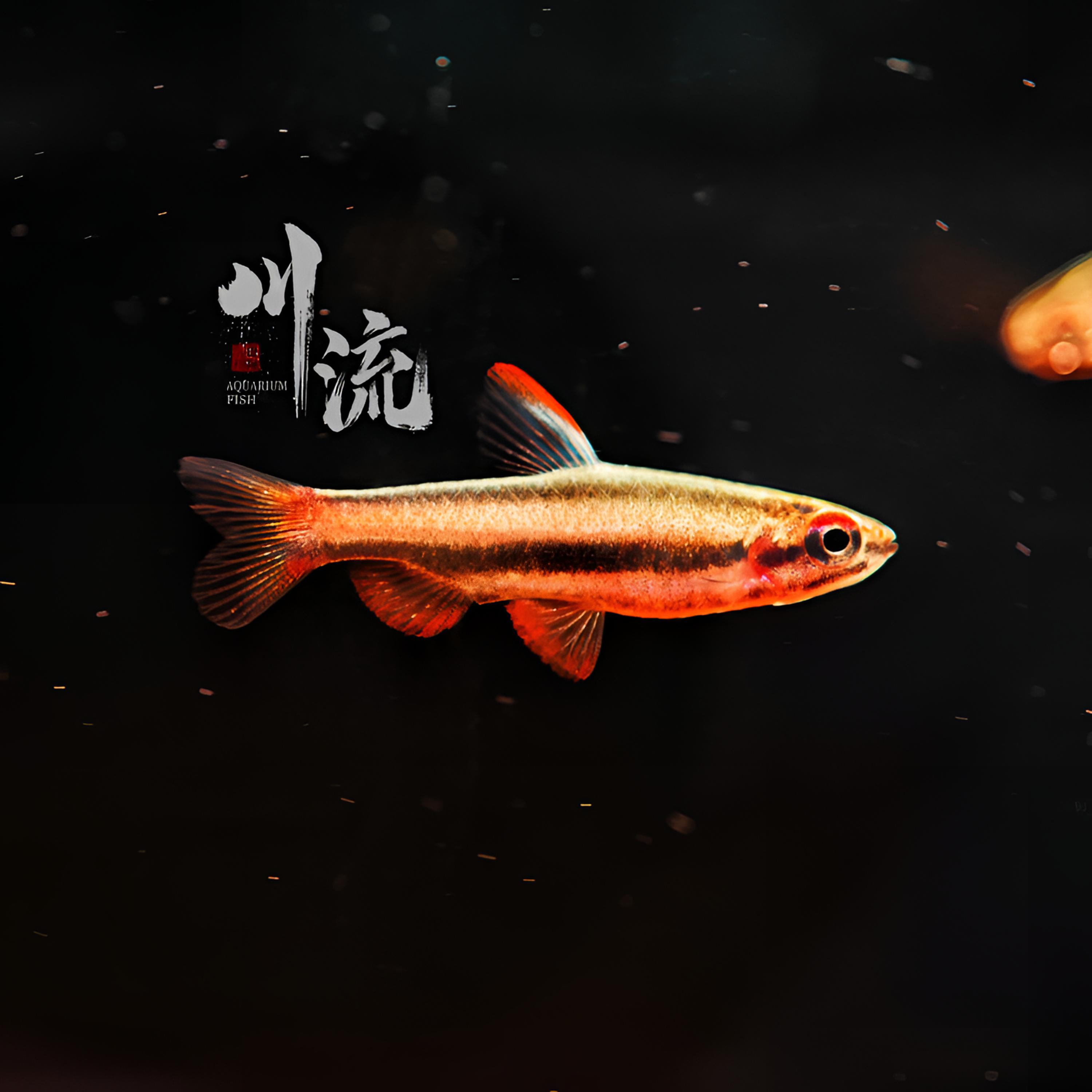 【川流AquariumFish】火焰铅笔热带观赏鱼草缸南美缸/已定水检疫