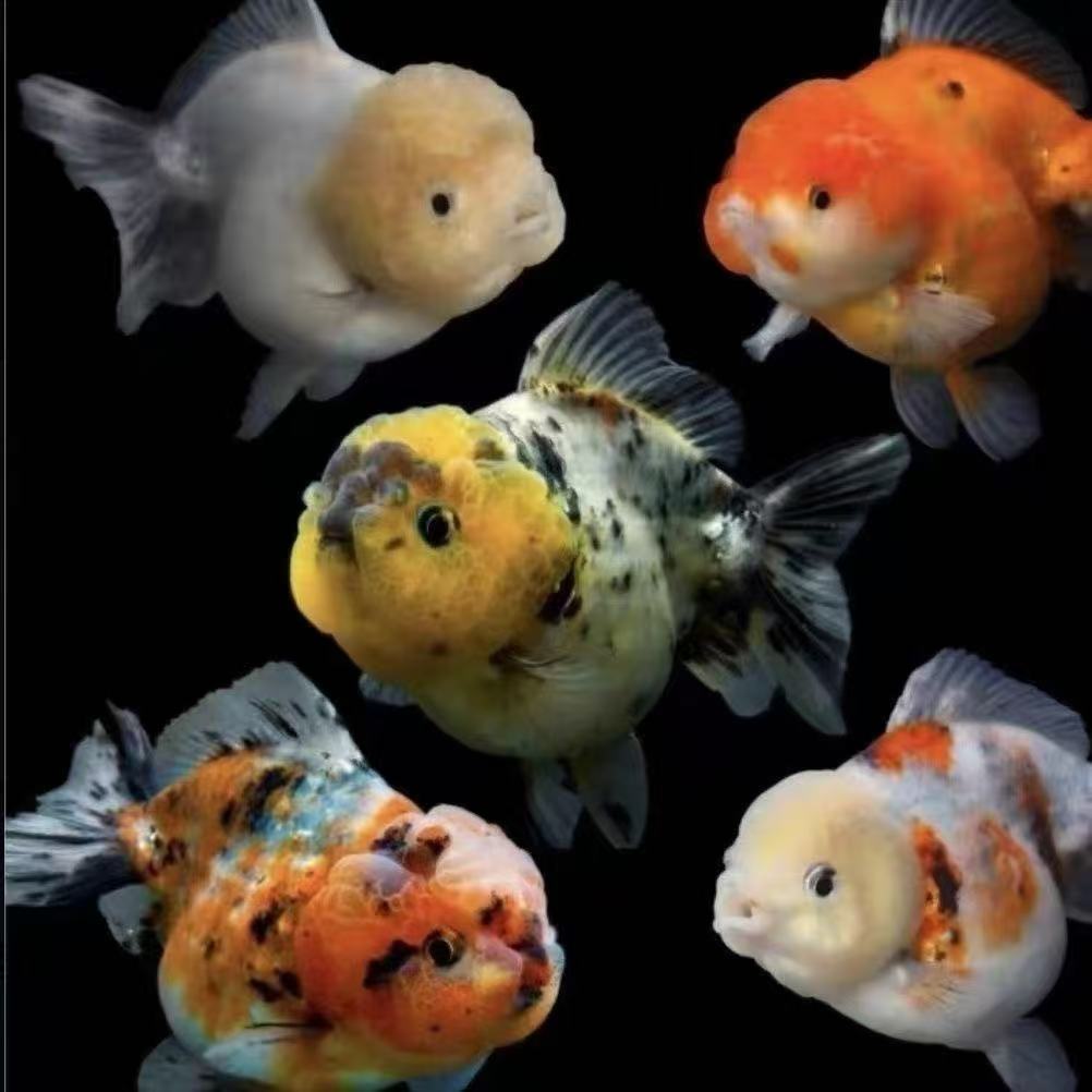 蓝色号牌泰狮元宝狮冷水观赏鱼好养易活包邮包损