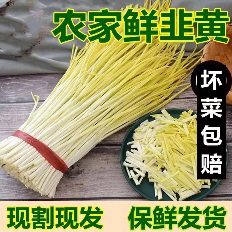 云南新鲜韭黄农家自种蔬菜现摘现发。泡沫箱加冰保鲜发货