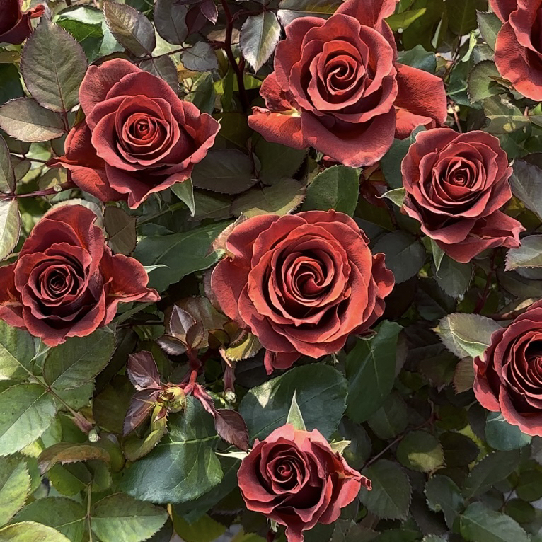 超新品 意式咖啡 月季花 厄瓜多尔玫瑰花 盆栽花卉植物