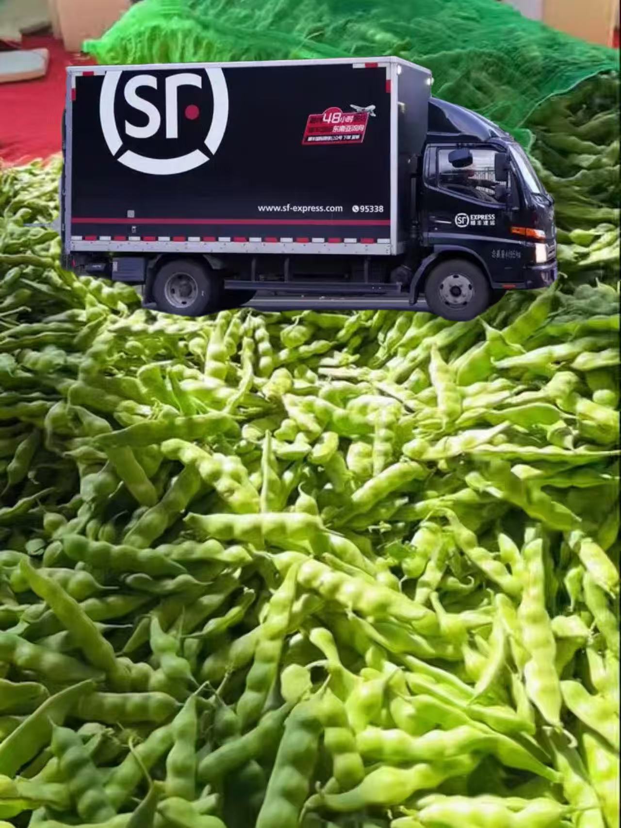 东北油豆角3斤/4.5斤（几豆角）.吉林省松原市发货顺丰陆运