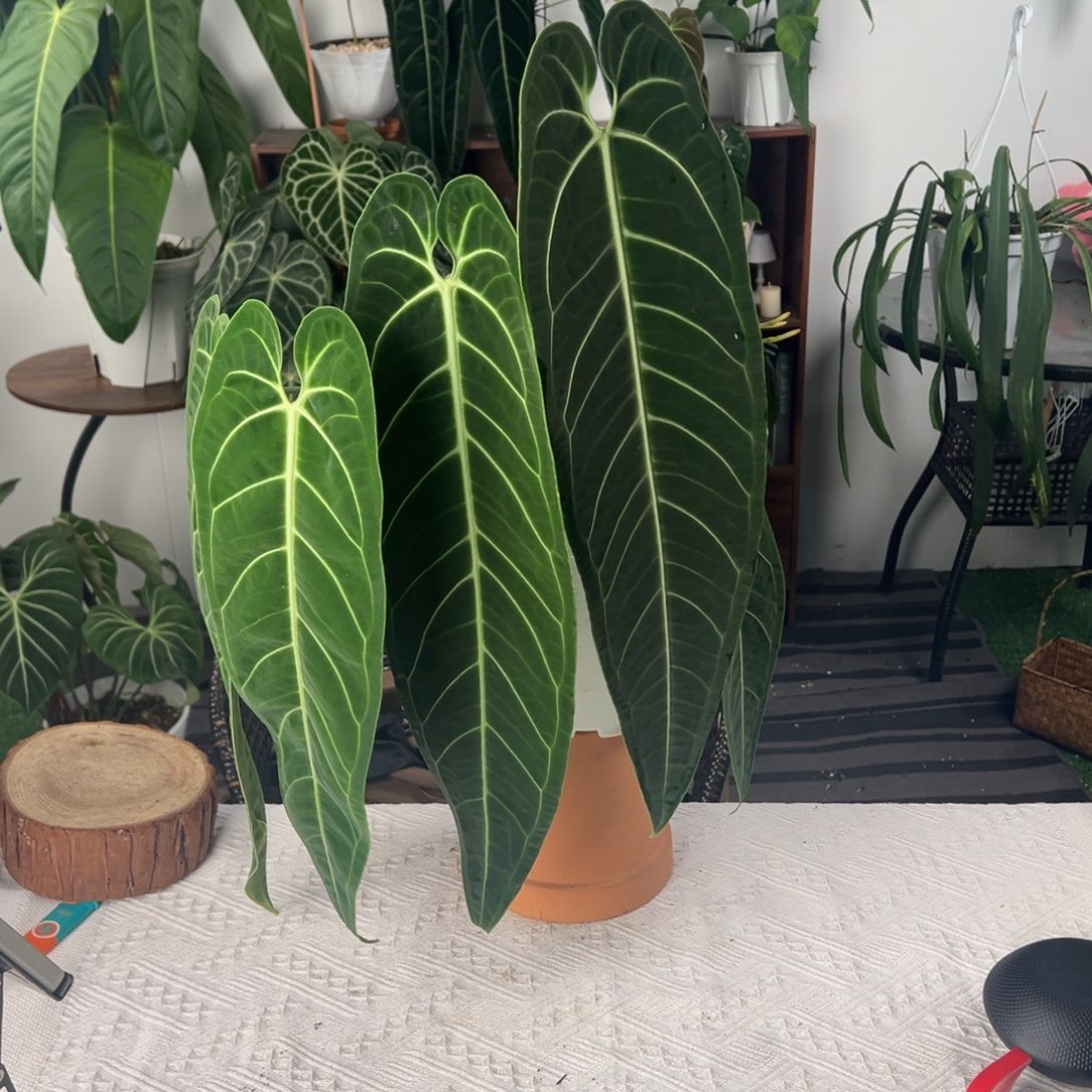 完全开放双头进口原桩黑窄鹤后