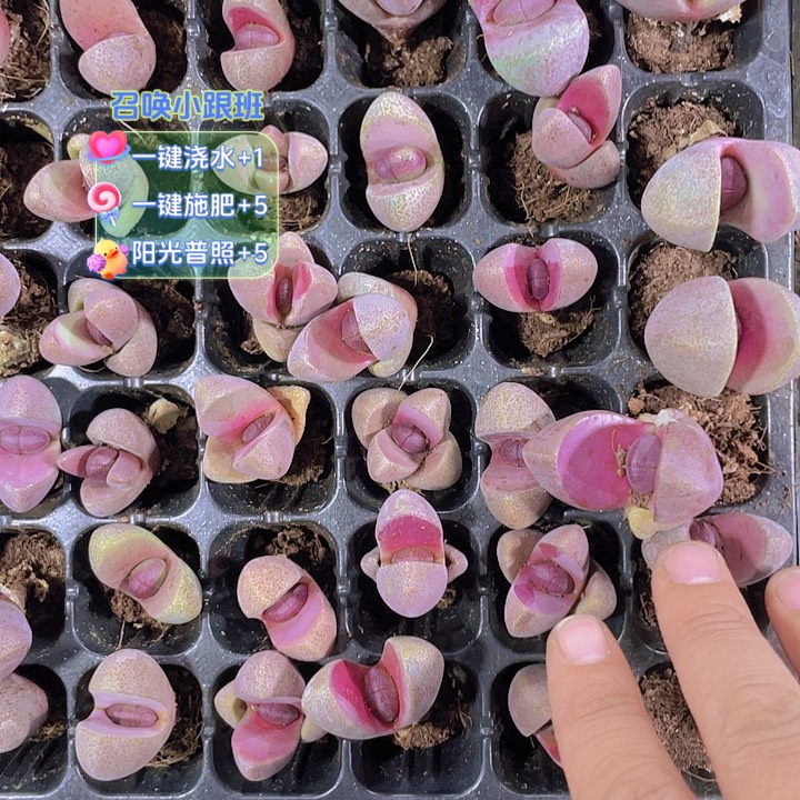 五***嫂5颗紫元宝多肉植物