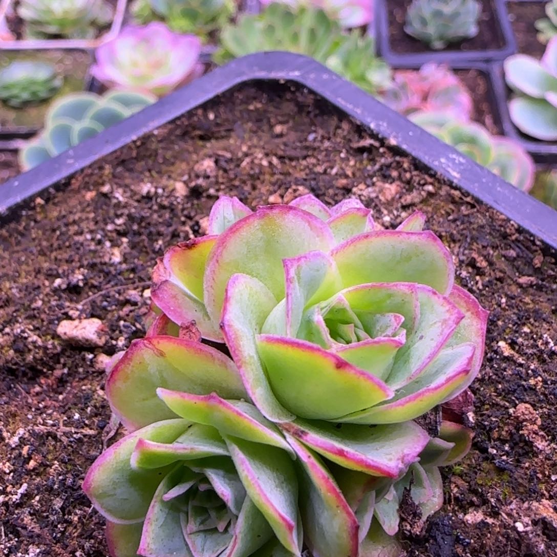 非烟玫瑰花球4厘米112424242